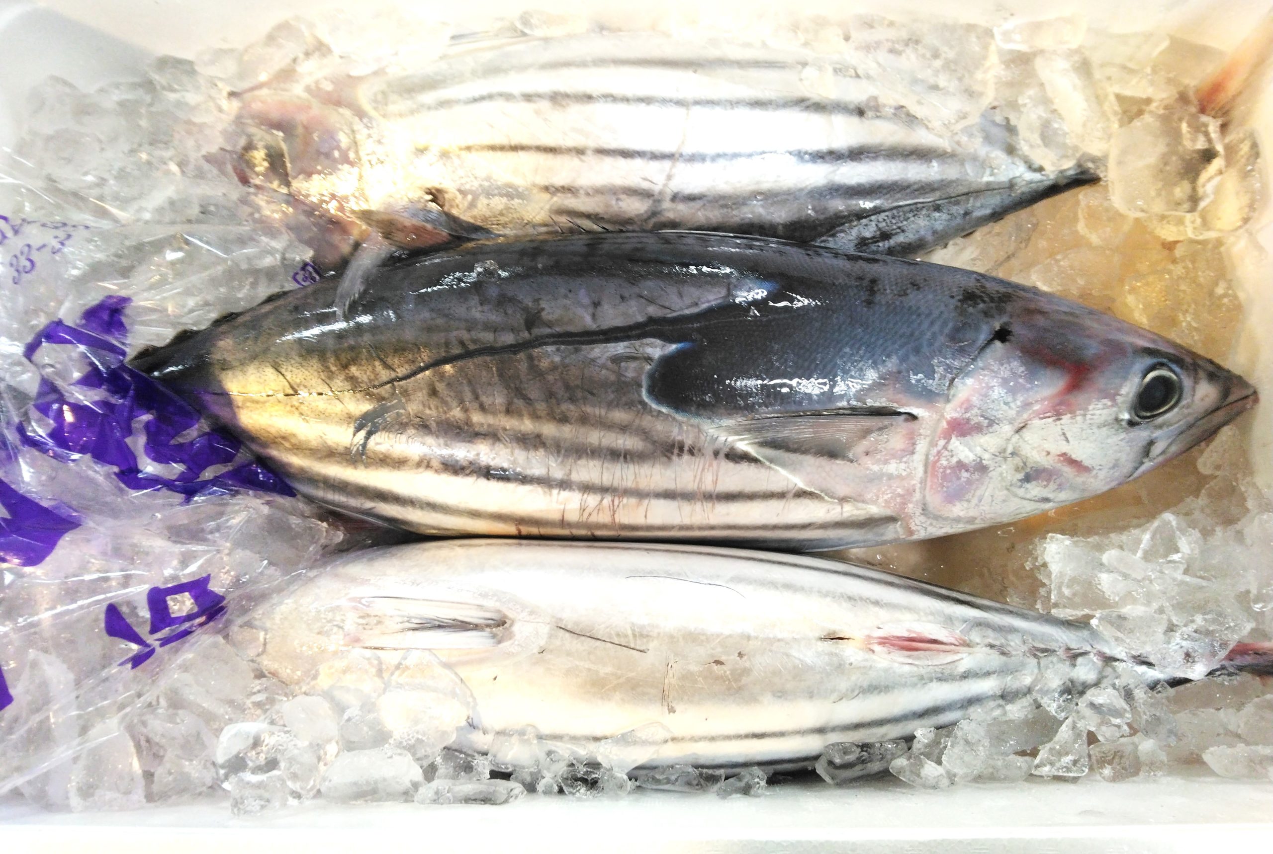 カツオ様 楽天市場】【ふるさと納税】 焼津市 ポシェット 牛革 かつお型