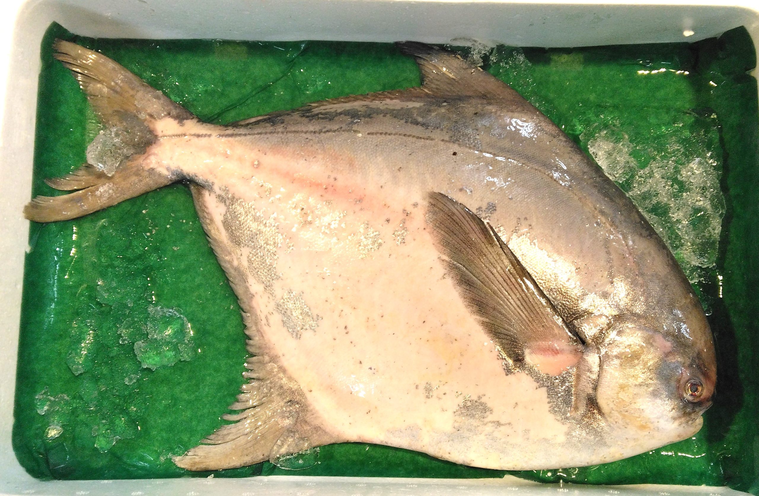 幻の超高級魚愛媛県産マナガツオ！！ 中国による禁輸措置で超高級魚マナガツオが余っています！｜高知