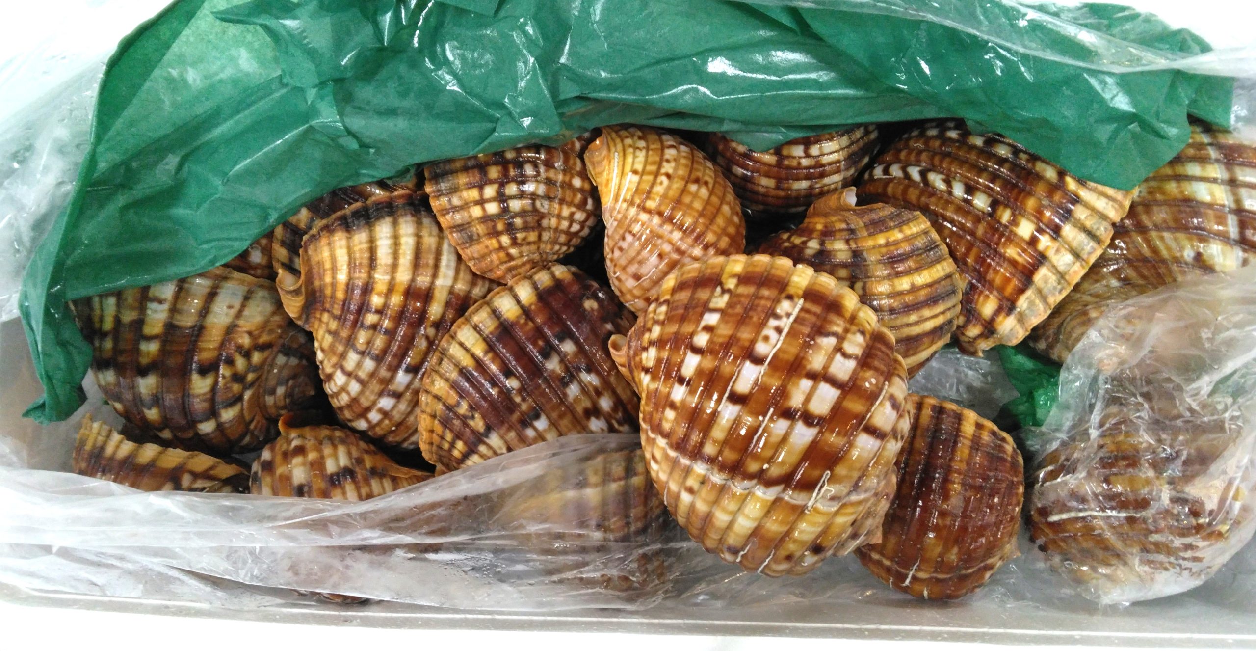 法螺貝 29cm 714g とても厚みがあり、ずっしりと重い貝殻です。 法螺貝